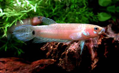 Betta unimaculata